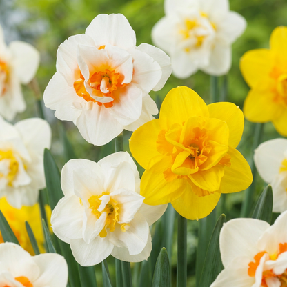 60x Narcissus Double mix - Gevulde narcis mix - Diversen - Voorjaarsbloeier - Bolmaat 10/12