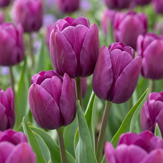 30x Tulipa Triumph Purple - Triomftulp - Paars - Voorjaarsbloeier - Bolmaat 11/12