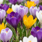 240x Crocus Large Flowering Mix - Grootbloemige krokus mix - Diversen - Voorjaarsbloeier - Bolmaat 7/8