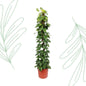 Epipremnum Aureum mosstok - 180 cm - Forest Plants