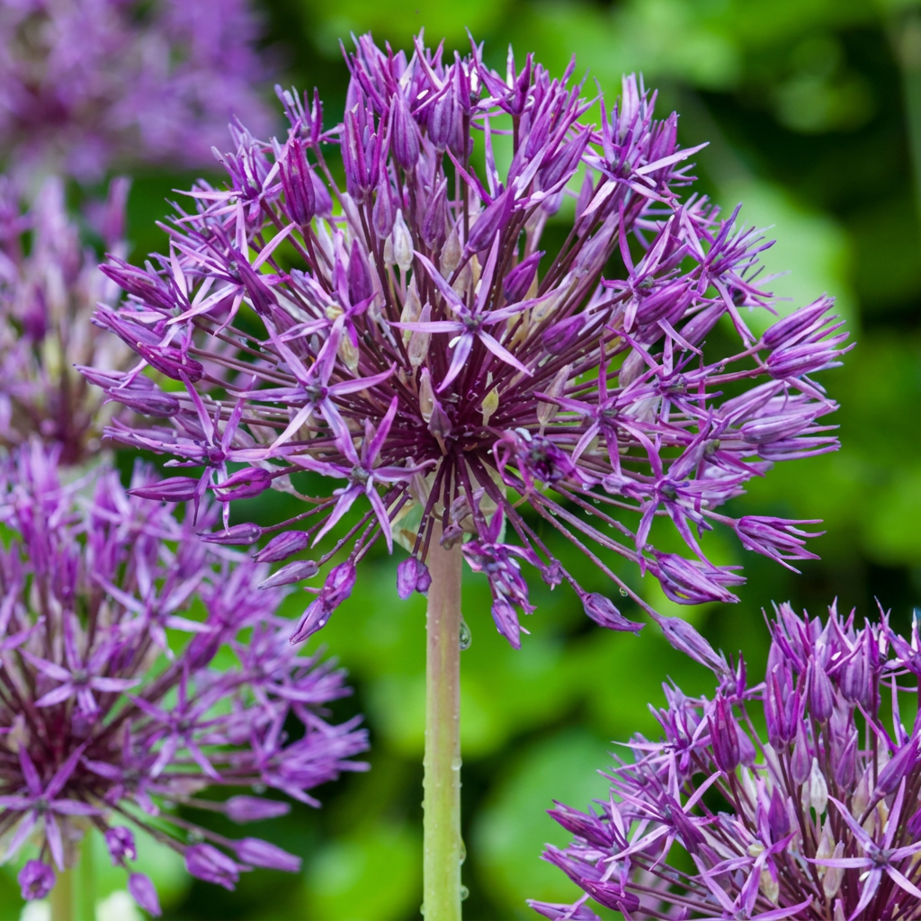 320x Allium Purple Rain - Sieruit - Paars - Zomerbloeier - Bolmaat 10/12