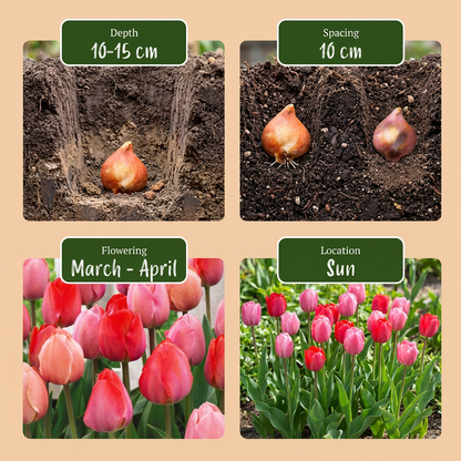 320x Tulipa Pink - Red - Tulp - Roze en Rood - Voorjaarsbloeier - Bolmaat 10/12