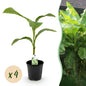 Banana plant - Musa Basjoo - Hardy - 4 plants