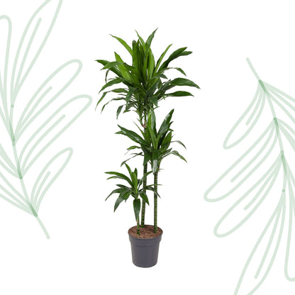 Dracaena Janet Craig - 150 cm - Forest Plants