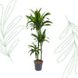 Dracaena Janet Craig - 150 cm - Forest Plants