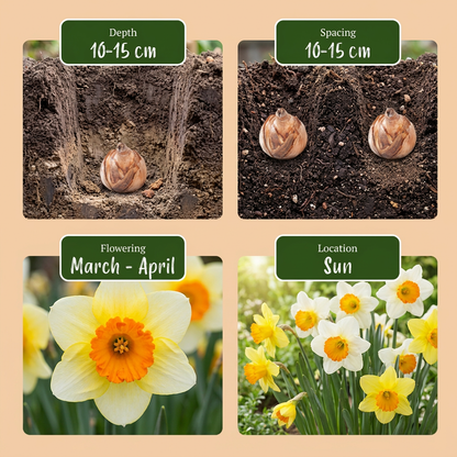 60x Narcissus large Cupped mix - Grootbloemige narcis mix - Geel en Wit - Voorjaarsbloeier - Bolmaat 12/14