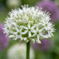6x Allium Mount Everest - Sierui - Wit - Zomerbloeier - Bolmaat 16/18