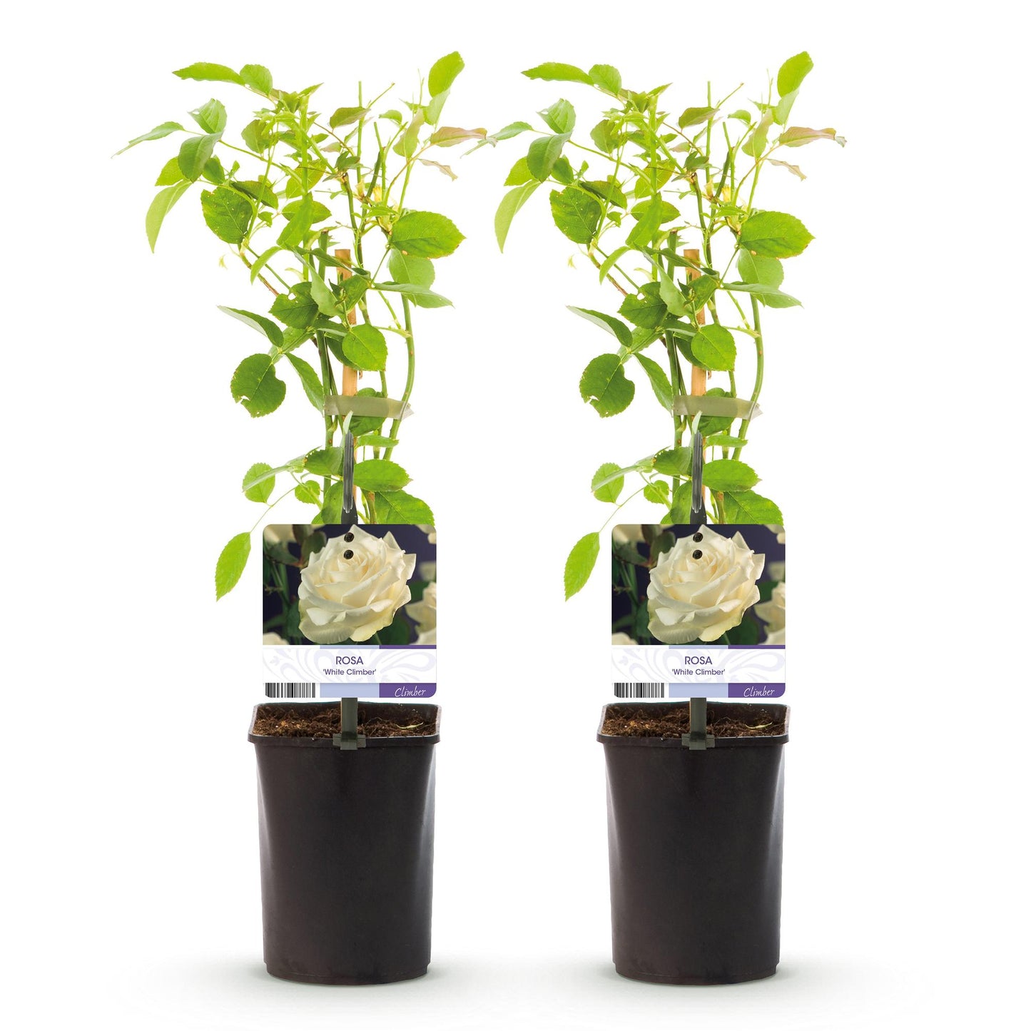 Climbing Rose - Rosa White Climber - Low maintenance - 2 plants