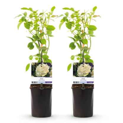 Climbing Rose - Rosa White Climber - Low maintenance - 2 plants