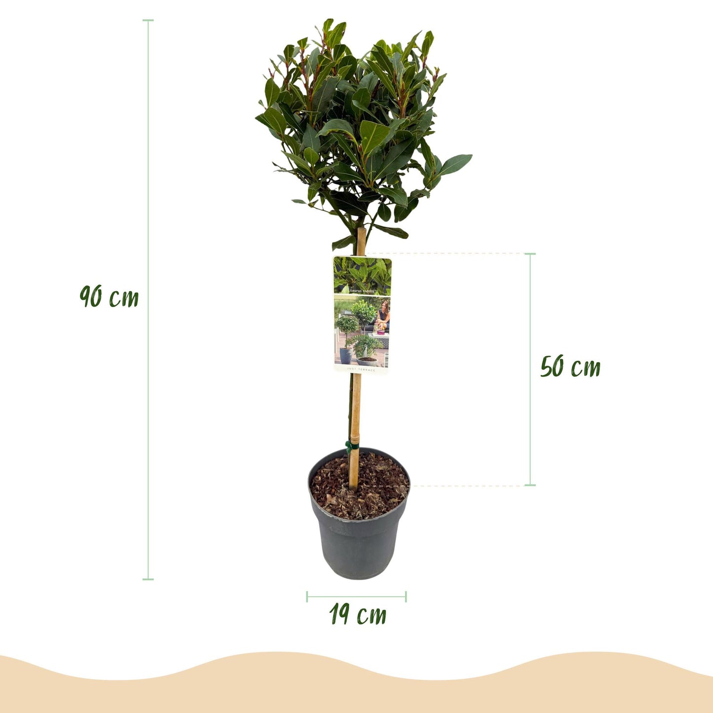 Plant op Stam - Laurus nobilis - Terras Plant - Winterhard