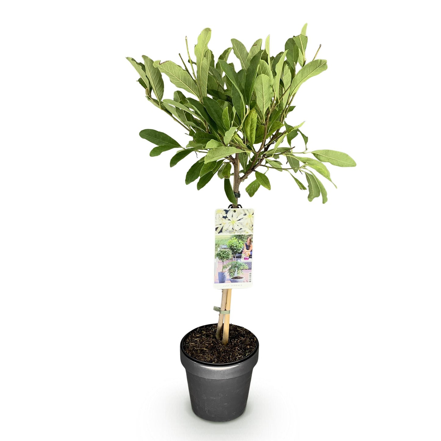 Plant op Stam - Magnolia stellata -Terras Plant - Winterhard