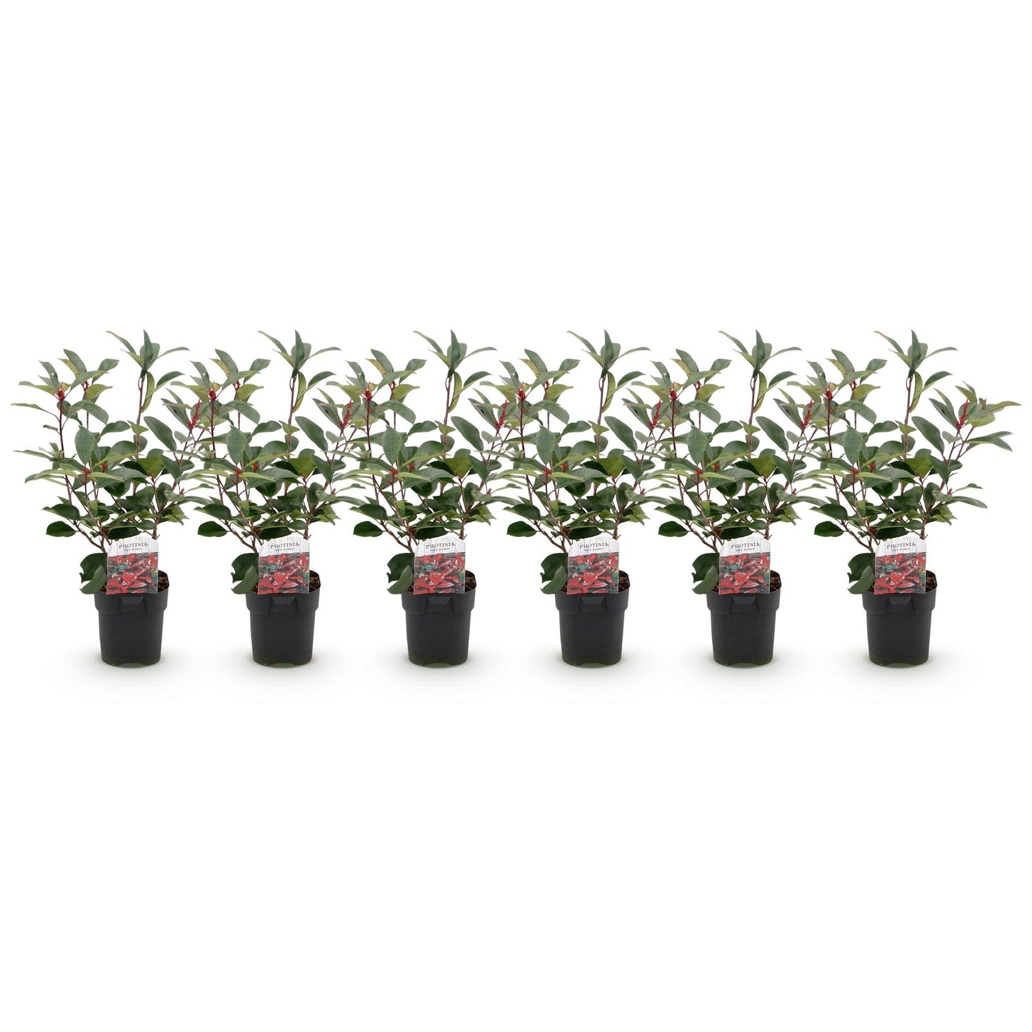 Photinia fraseri Red Robin - 6 planten - 1 strekkende meter