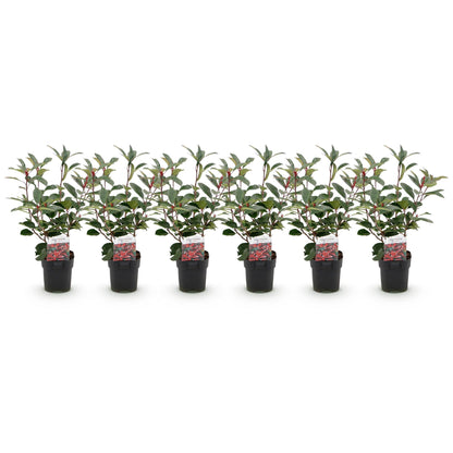Photinia fraseri Red Robin - 6 planten - 1 strekkende meter