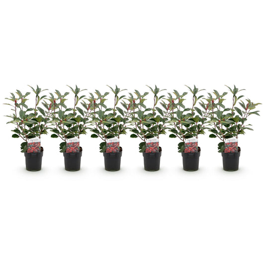 Photinia fraseri Red Robin - 6 planten - 1 strekkende meter