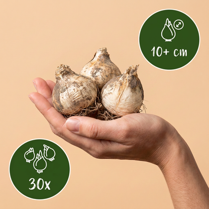 30x Allium Miami - Sierui - Paars - Zomerbloeier - Bolmaat 10/+