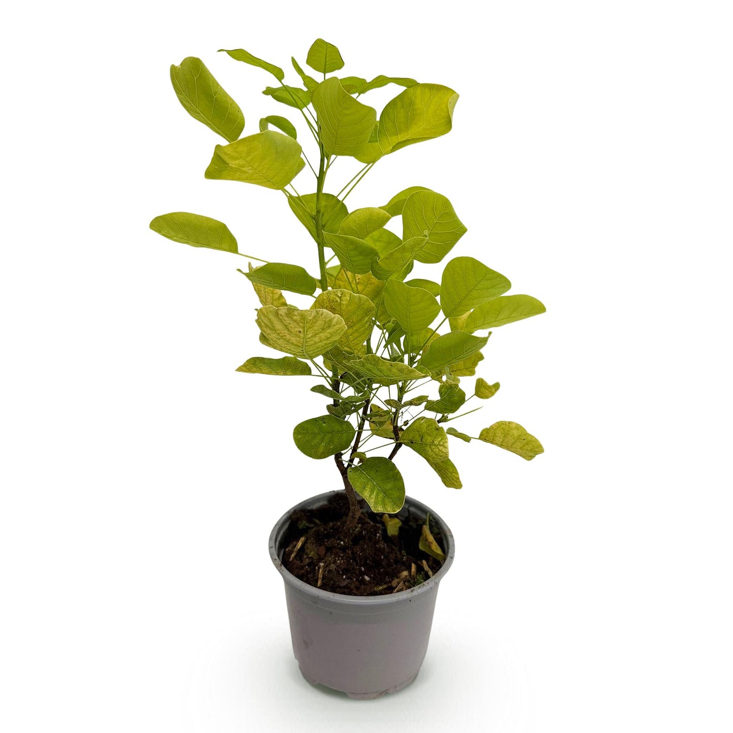 Tuinplant - Cotinus coggyria Golden Spirit - Weinig Onderhoud
