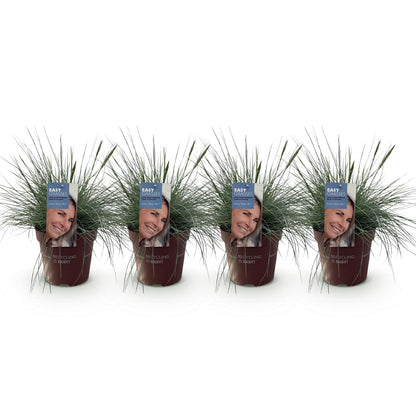 Siergrassen - Festuca glauca Intense Blue - 4 Planten