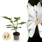 Tuinplant - Magnolia Stellata Royal Star - 3 Planten - Weinig Onderhoud