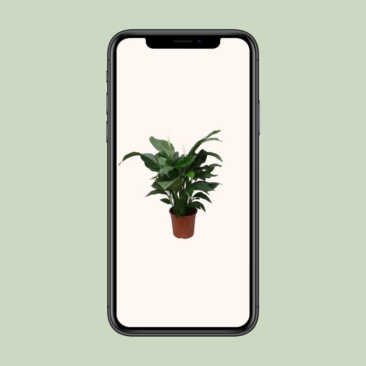Spathiphyllum Sweet Silvana - 80 cm