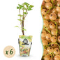 Wiite Bes - Ribes rubrum Witte Hollander - Winterhard - 6 Planten