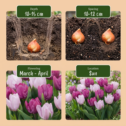 30x Tulipa Candy Purple Prince mix - Tulp Candy Purple Prince mix - Diversen - Voorjaarsbloeier - Bolmaat 11/12