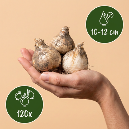 120x Allium Purple - White Mix - Sierui paars-wit mengsel - Paars en Wit - Zomerbloeier - Bolmaat 10/12