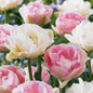 48x Tulipa Double Sensation - Gevulde tulp - Diversen - Voorjaarsbloeier - Bolmaat 11/12
