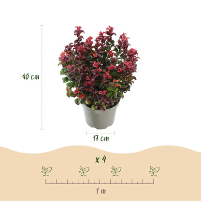 Tuinplant - Leucothoe Curly Red - 2 Planten - Weinig Onderhoud