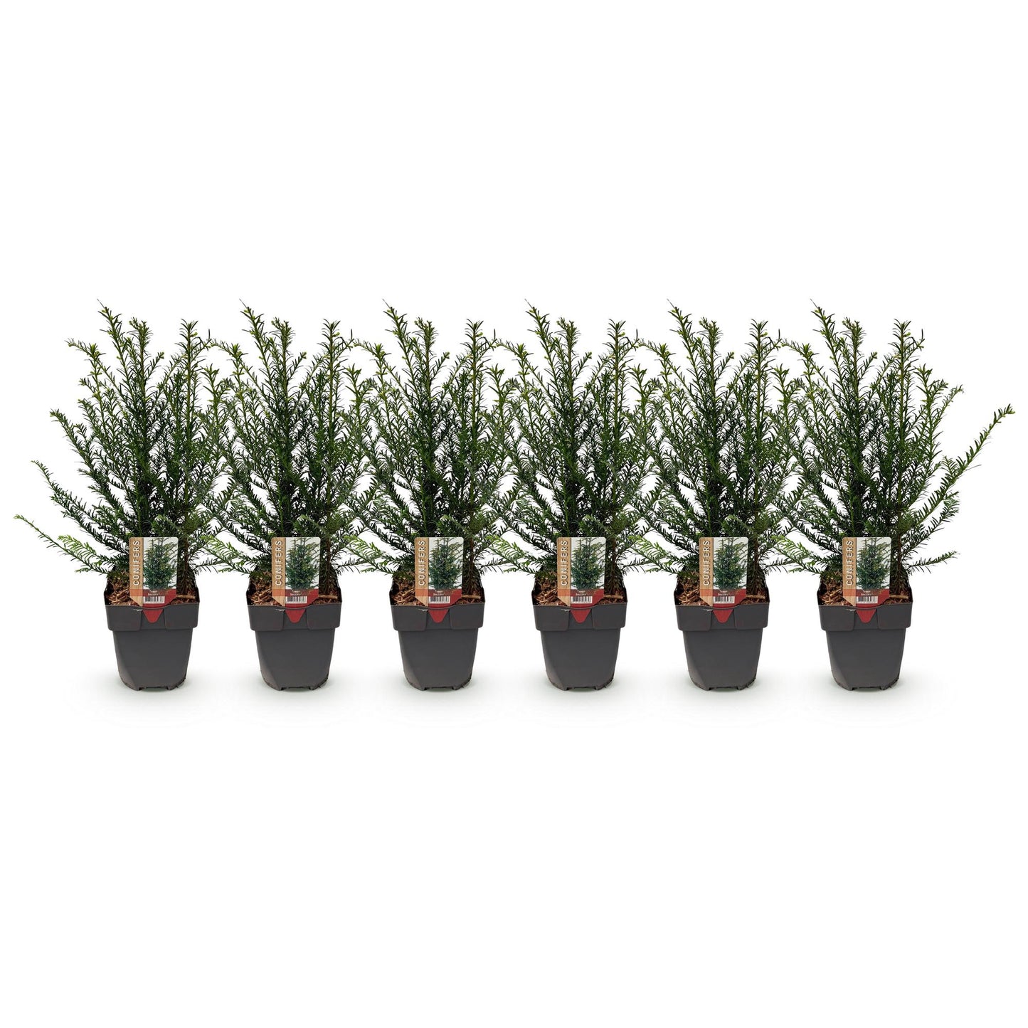 Taxus baccata - 6 planten - 1 strekkende meter