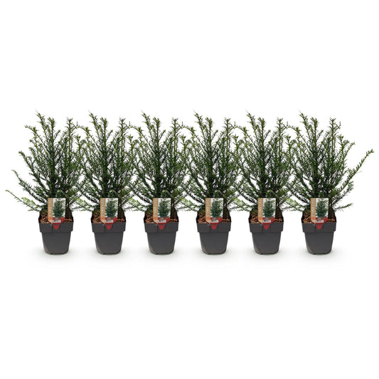 Taxus baccata - 6 planten - 1 strekkende meter