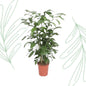 Caryota Mitis - 140 cm - Forest Plants