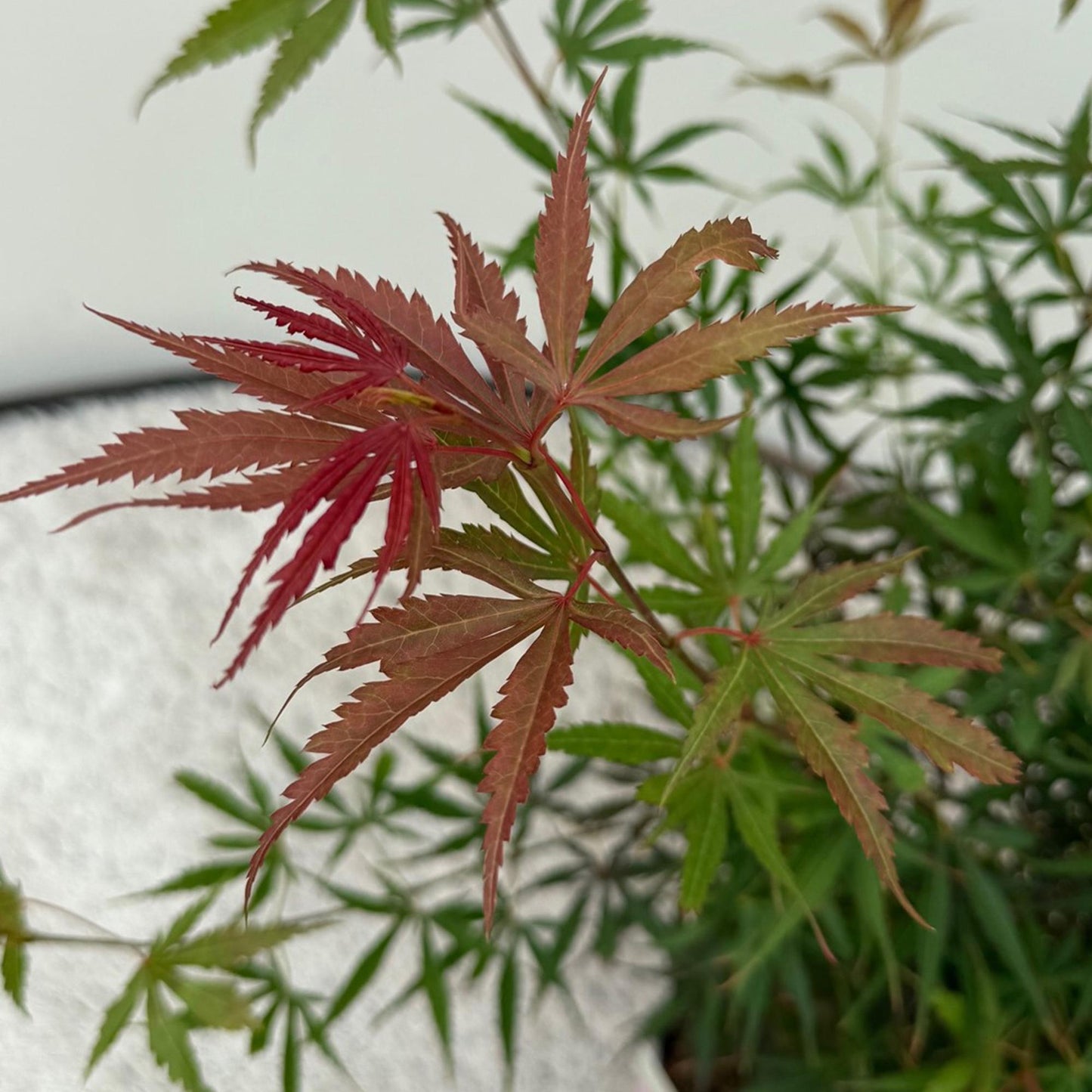 Terrasplant - Japanse Esdoorn - Acer palmatum Jerre Swarts - 2 Planten