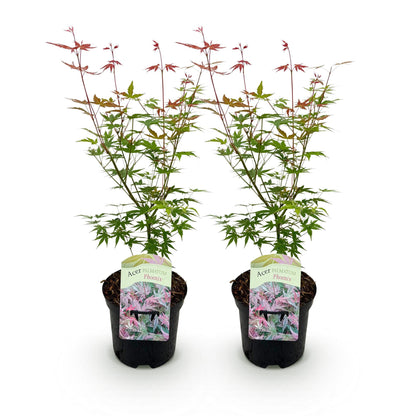 Terrasplant - Japanse Esdoorn - Acer palmatum Phoenix - 2 Planten