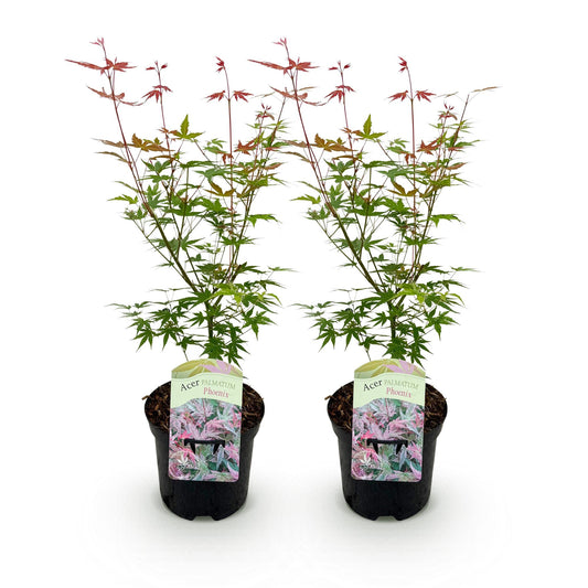 Terrasplant - Japanse Esdoorn - Acer palmatum Phoenix - 2 Planten