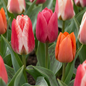 120x Tulipa Greigii mix - Greigii-tulp mix - Diversen - Voorjaarsbloeier - Bolmaat 11/12