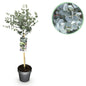Standard Tree - Eucalyptus gunnii Azura - Patio Plant - Hardy