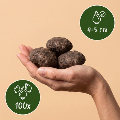 100x Eranthis Cilicica - Cilicisch winterakoniet - Geel - Voorjaarsbloeier - Bolmaat 4/5