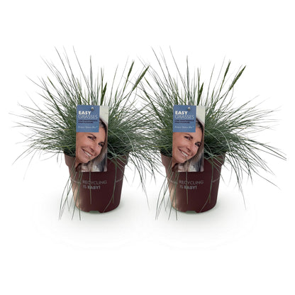 Siergrassen - Festuca glauca Intense Blue - 2 Planten
