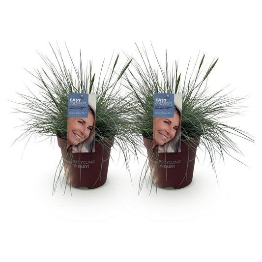 Siergrassen - Festuca glauca Intense Blue - 2 Planten
