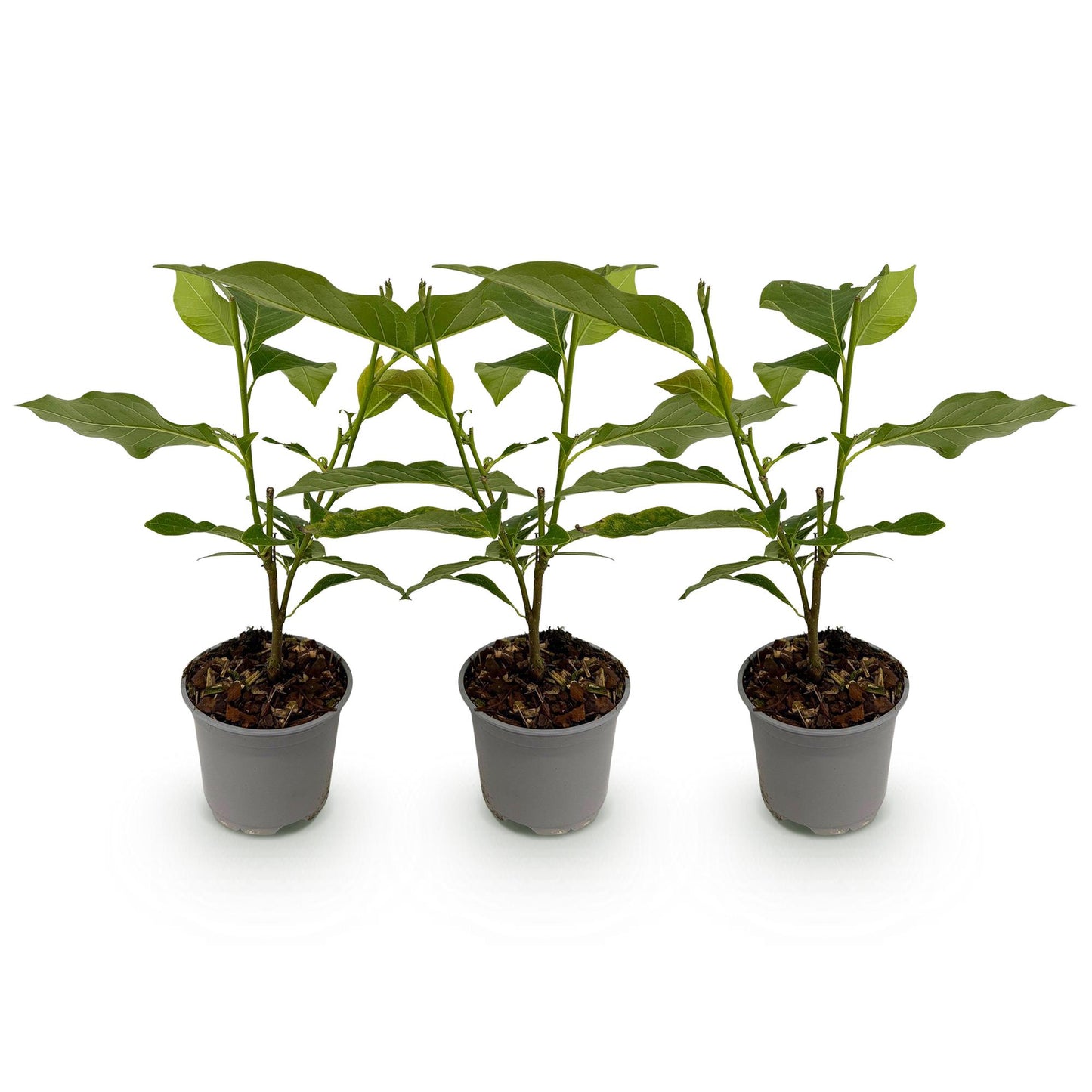 Tuinplant - Magnolia Heaven Scent - 3 Planten - Weinig Onderhoud