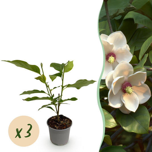 Tuinplant - Magnolia sieboldii - 3 Planten - Weinig Onderhoud