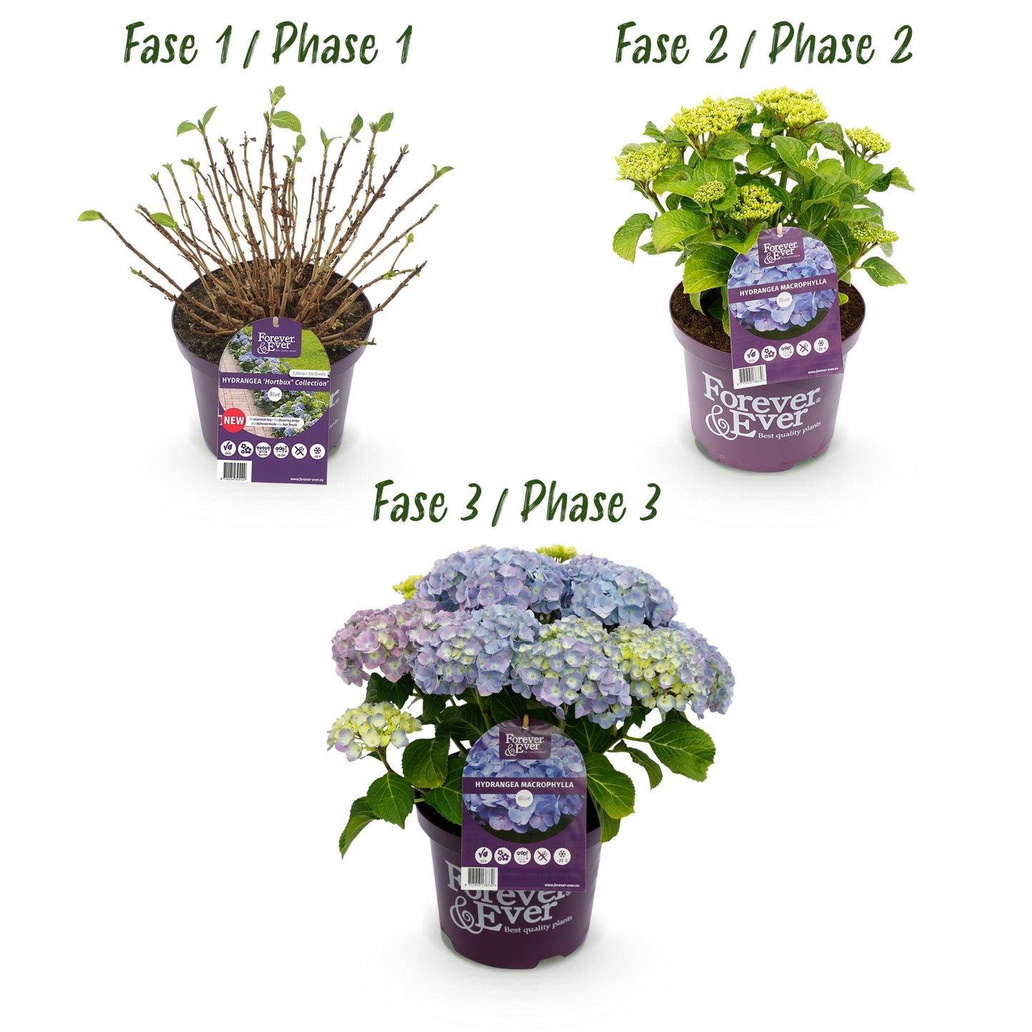 Patio plant - Hydrangea - Hydrangea Forever & Ever - 7-12 Flowers