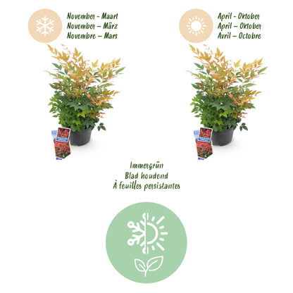 Tuinplant - Nandina Gulfstream - Weinig Onderhoud