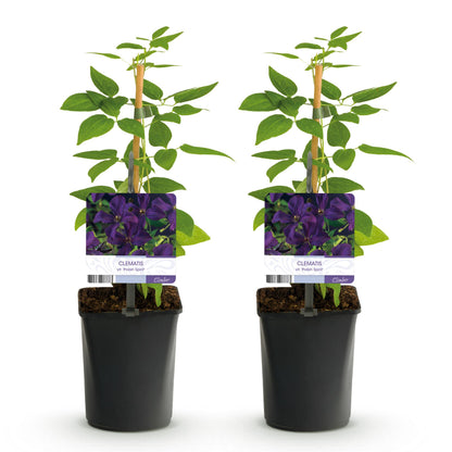 Klimplant - Clematis vit. Polish Spirit - 2 planten