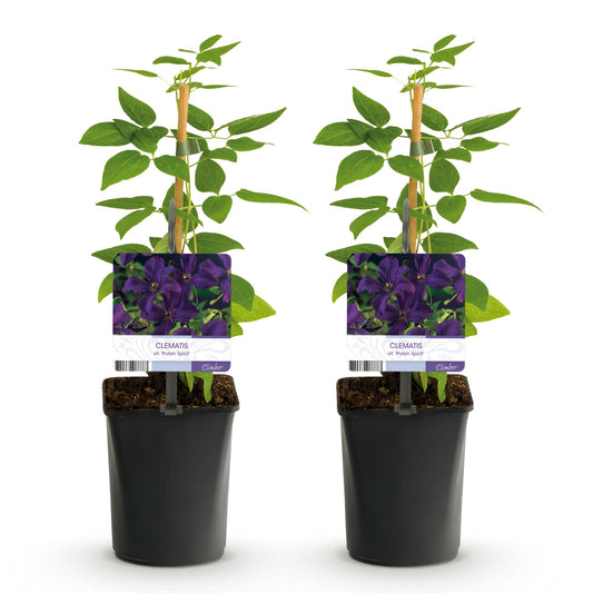 Klimplant - Clematis vit. Polish Spirit - 2 planten