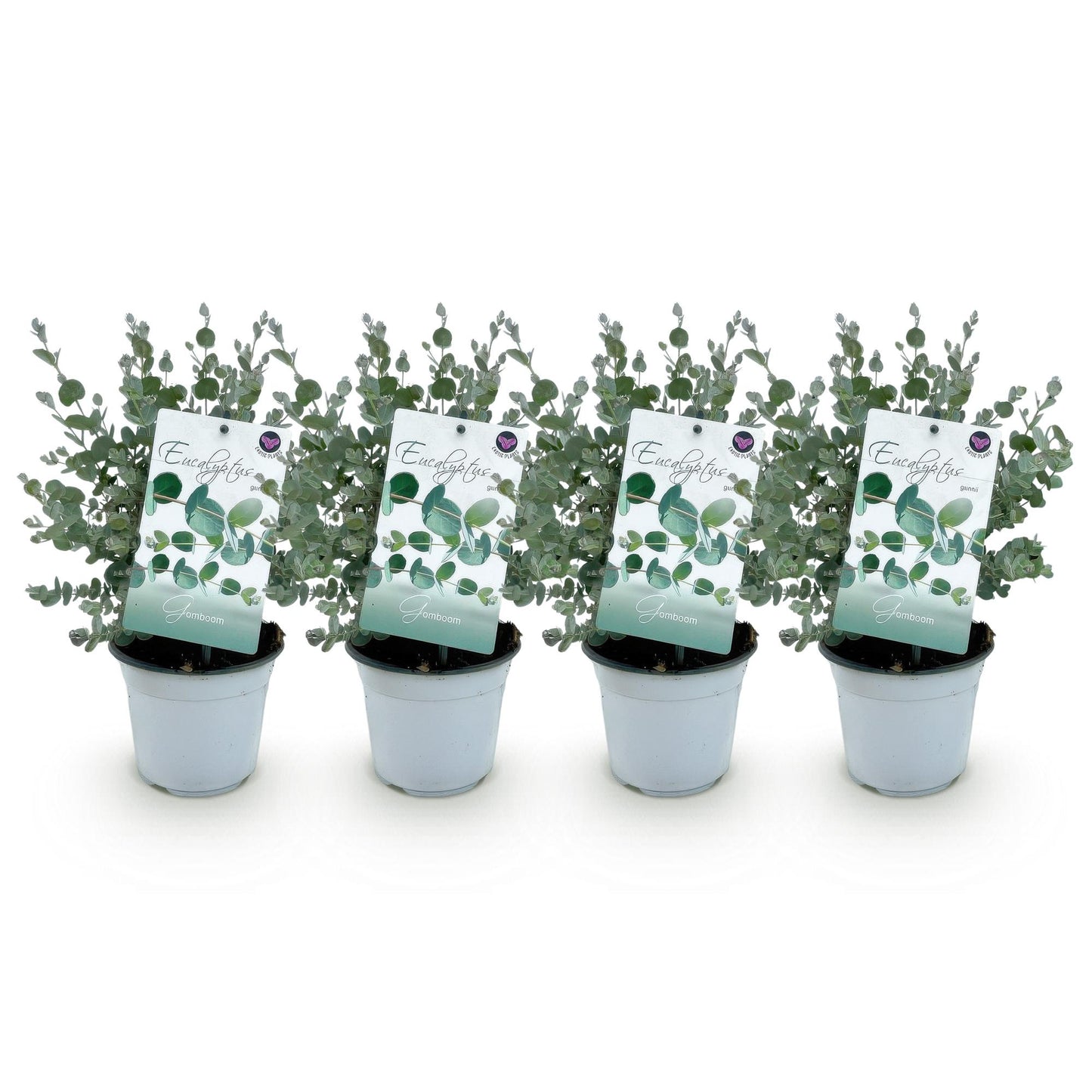 Patio plant - Eucalyptus tree - Eucalyptus gunnii - 4 Plants