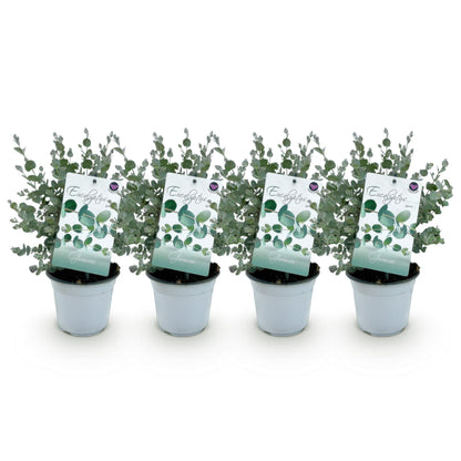 Patio plant - Eucalyptus tree - Eucalyptus gunnii - 4 Plants