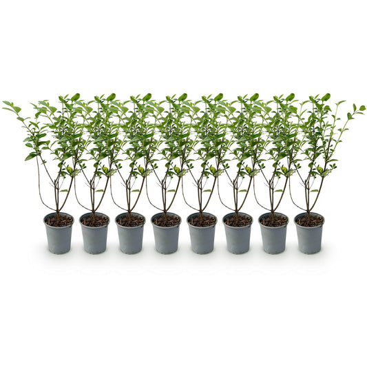 Ligustrum ovalifolium - 8 planten - 1 strekkende meter