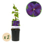 Klimplant - Clematis Star of India - 2 planten