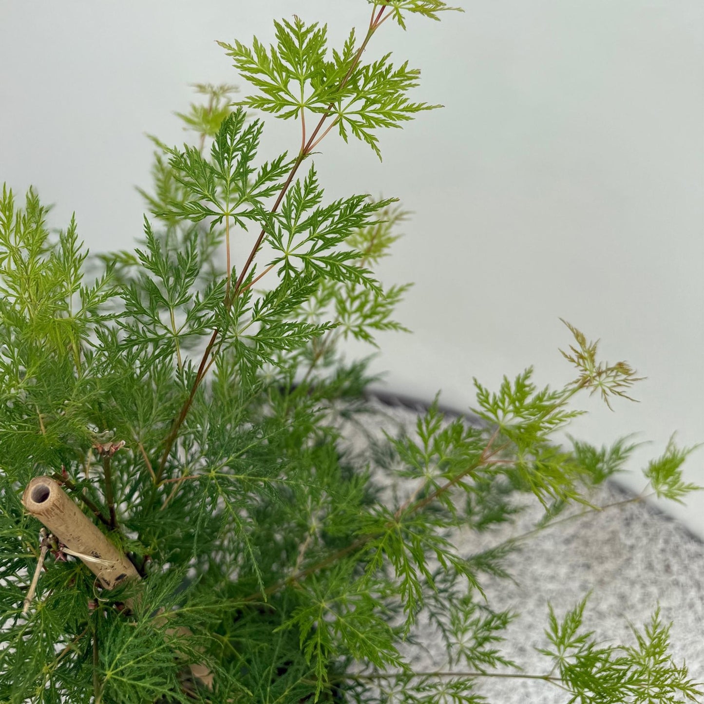 Terrasplant - Japanse Esdoorn - Acer palmatum Emerald Lace - 2 Planten